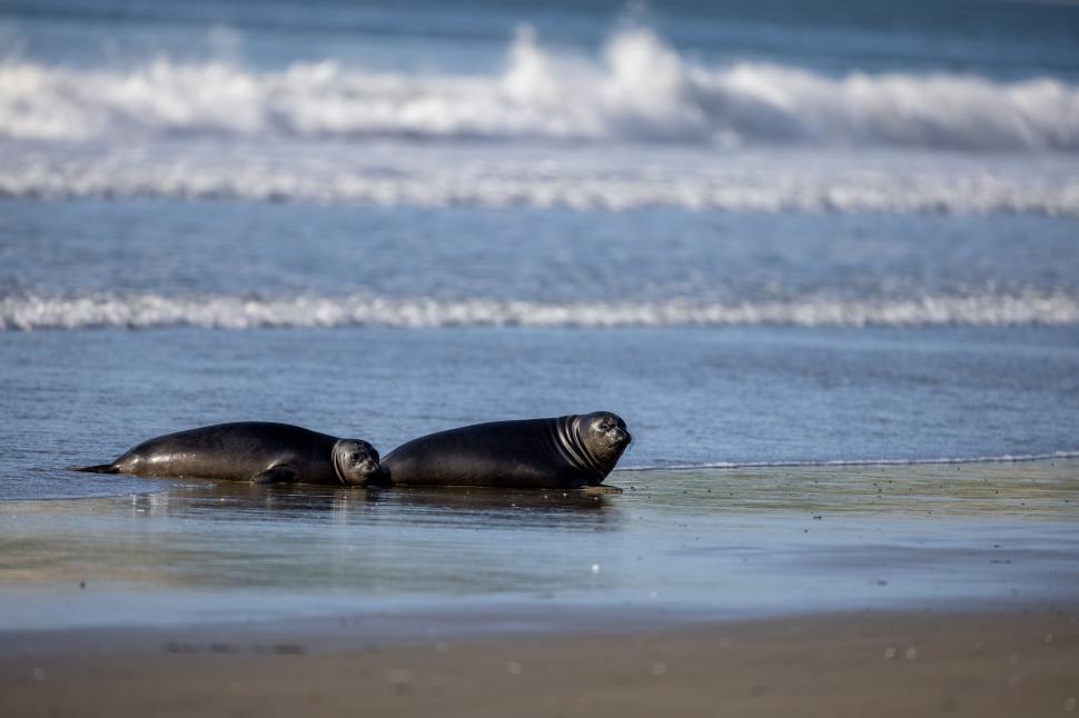 Free Image of Two seals lying on the beach near the ocean waves. 