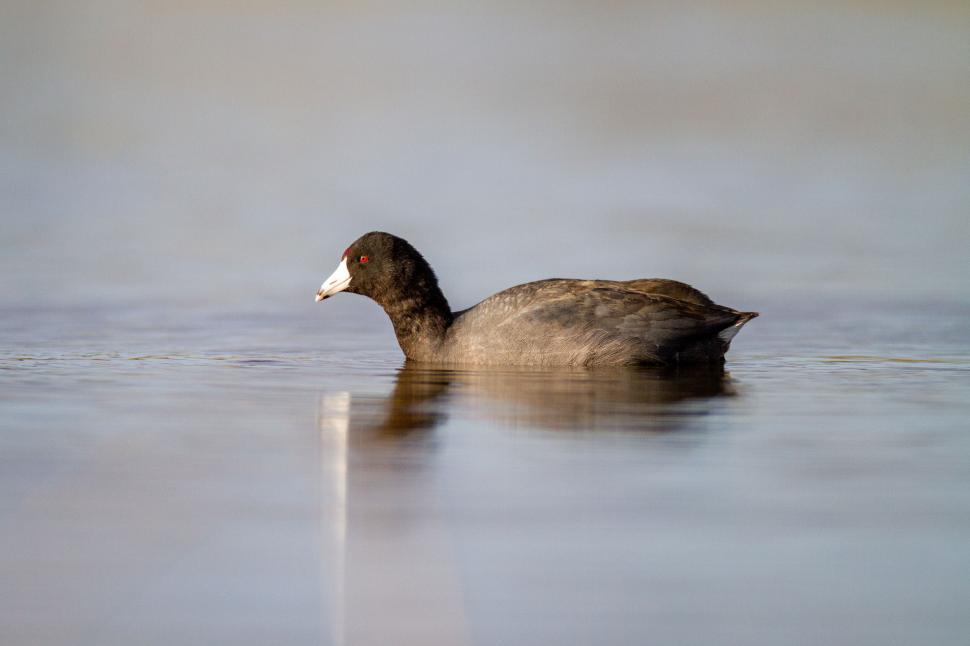 Free Image of Duck swimming peacefully on calm water surface in serene scene. 