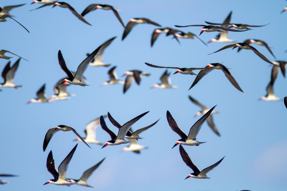 Free Image of A flock of birds flying together in clear blue sky 