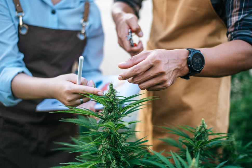 close-up-hand-of-asian-woman-and-man-marijuana-researcher-checking-marijuana-cannabis-plantation-in-cannabis-farm-business-agricultural-cannabis.-cannabis-business-and-alternative-medicine-concept..jpg