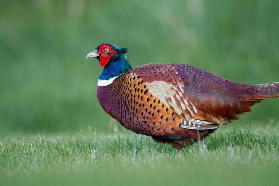 Free Image of Colorful pheasant stands on lush green grass. 