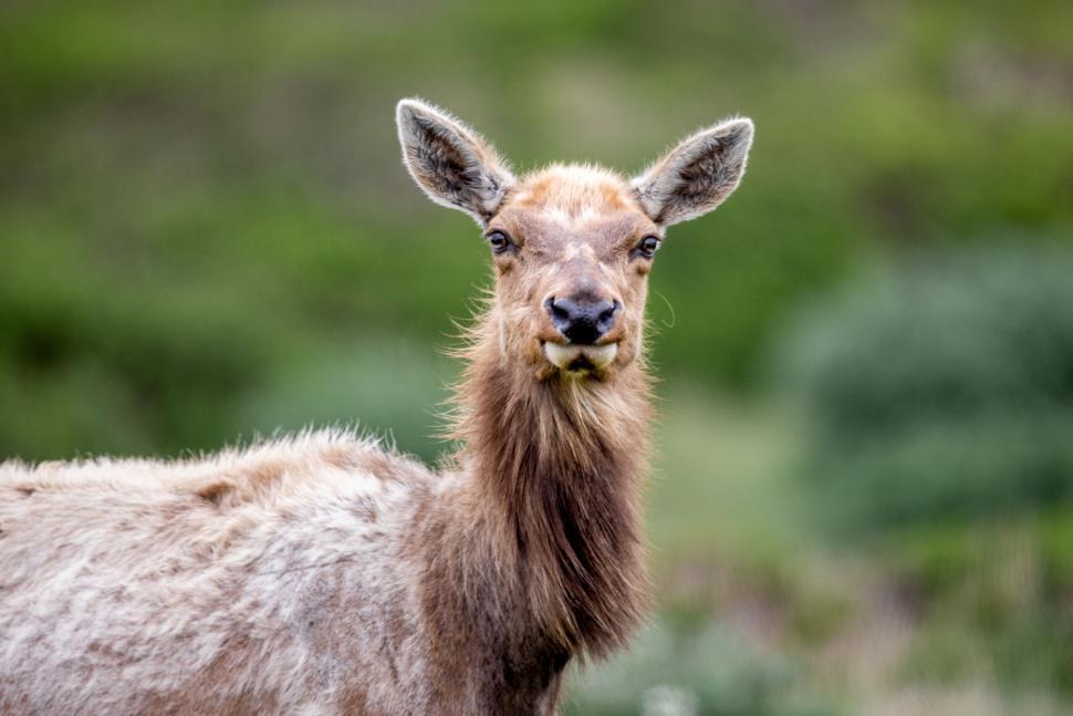 Free Image of Close-up of young deer in natural green background. 