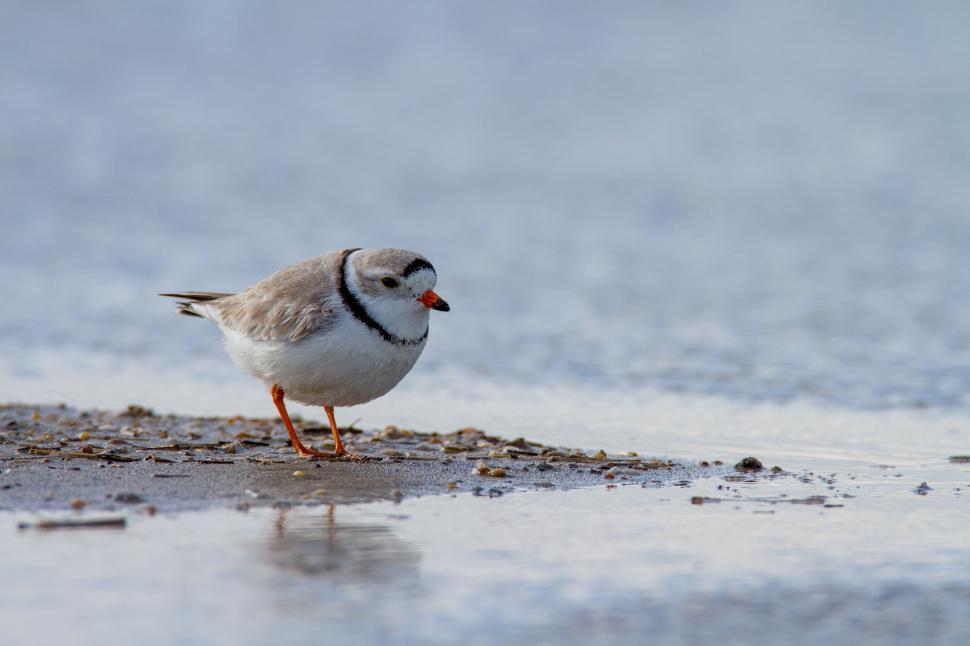 Free Image of Small bird standing on wet sand by blurry water waves 