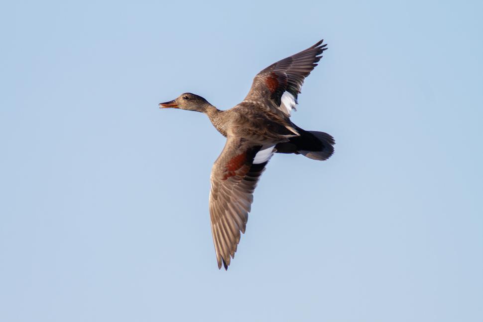 Free Image of Duck flying in the clear blue sky with spread wings 