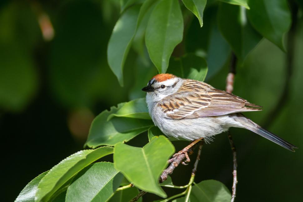 Free Image of Bird Perched On Branch With Green Leaves Background 