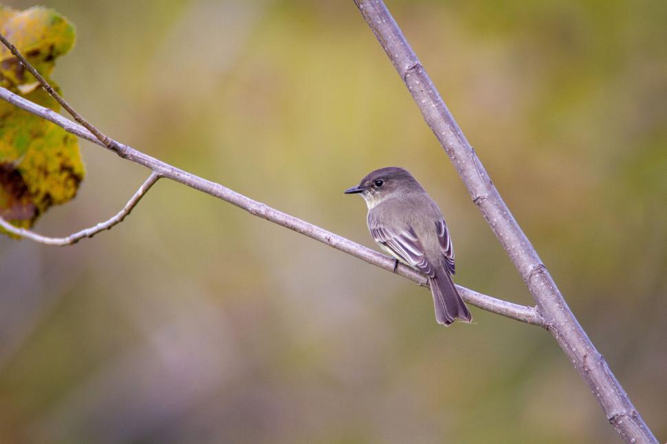 Free Image of Small Bird Perched On A Thin Branch In Natural Habitat 