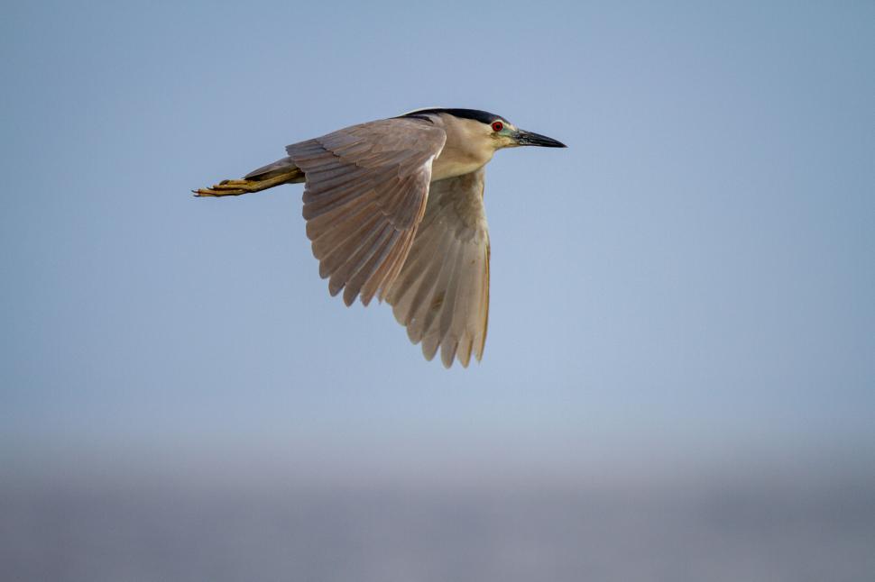 Free Image of Flying Bird In Clear Blue Sky capturing mid-flight motion 