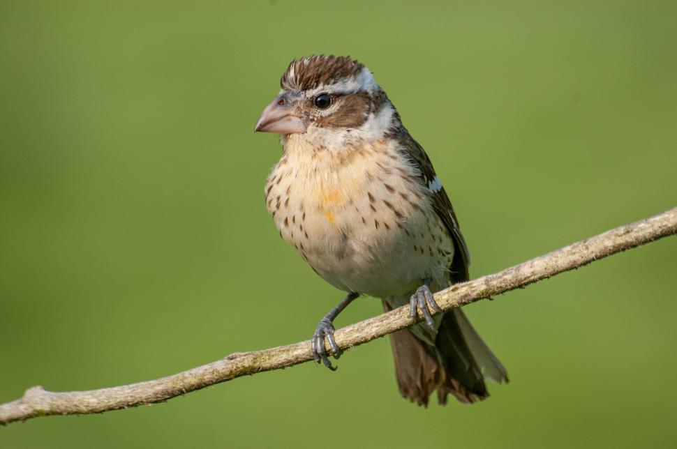 Free Image of Speckled Bird On Branch In Front Of Green Background 