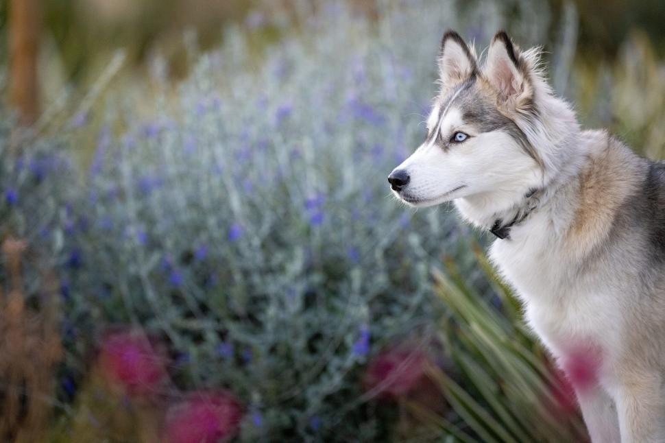 Free Image of Majestic husky dog gazing in a colorful garden field. 