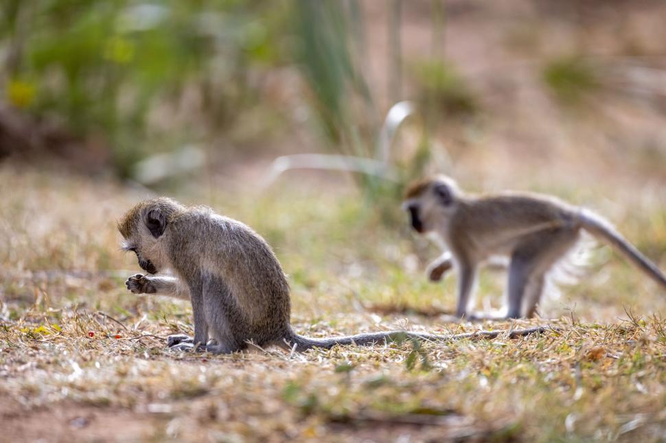 Free Image of Monkey inspecting something on ground with friend nearby. 