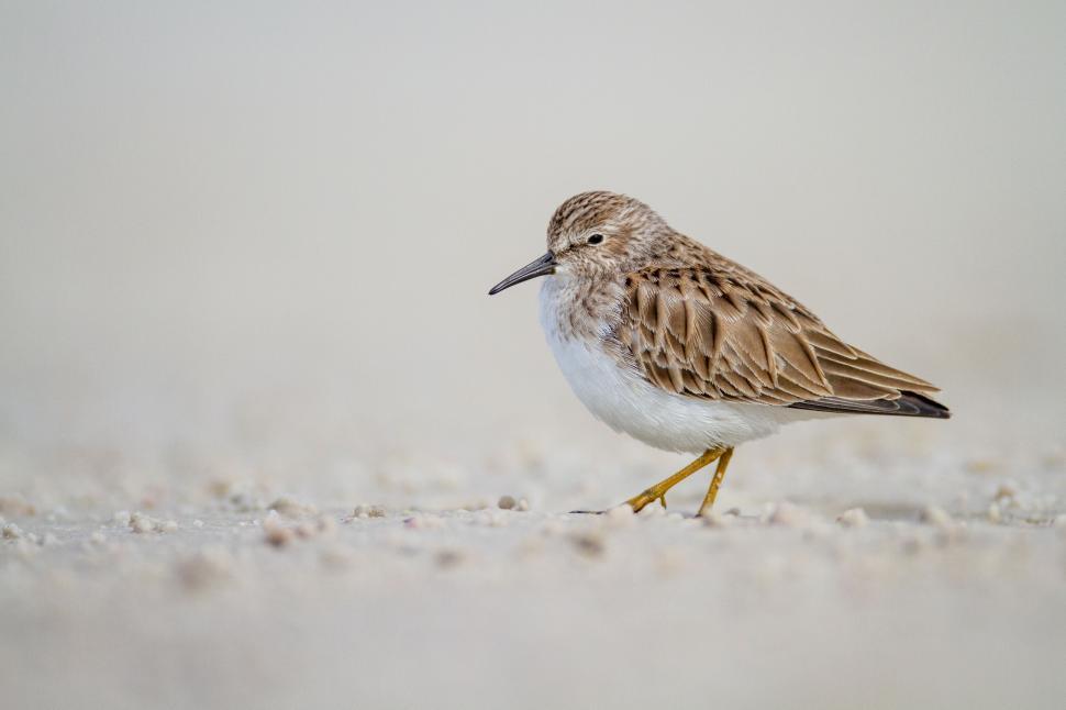 Free Image of Sandpiper bird walking on beach shore with blurred background. 