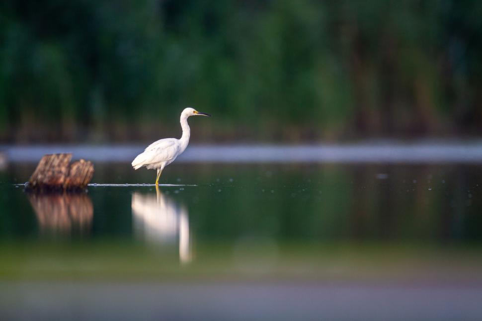 Free Image of Elegant white heron standing in a serene lake 
