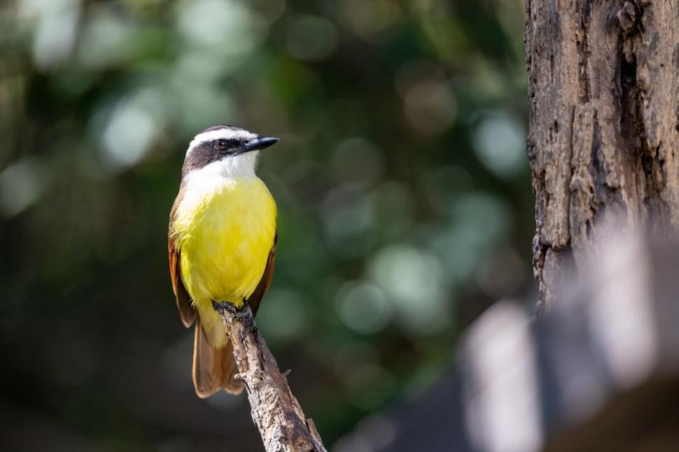 Free Image of Perched bird with yellow belly in sunlit wooded area. 