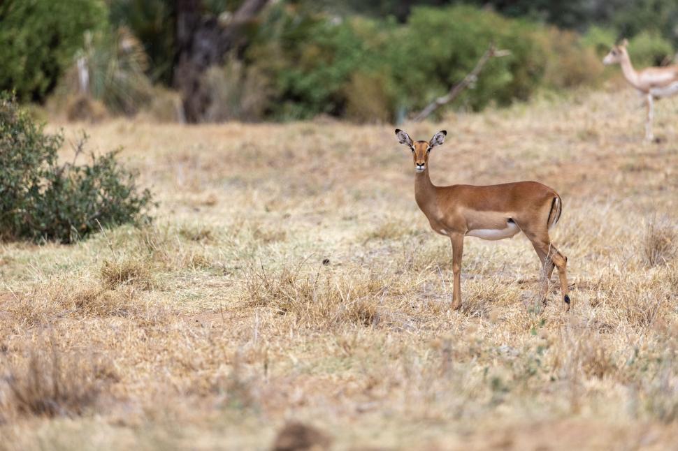 Free Image of Graceful antelope standing in dry grasslands landscape 