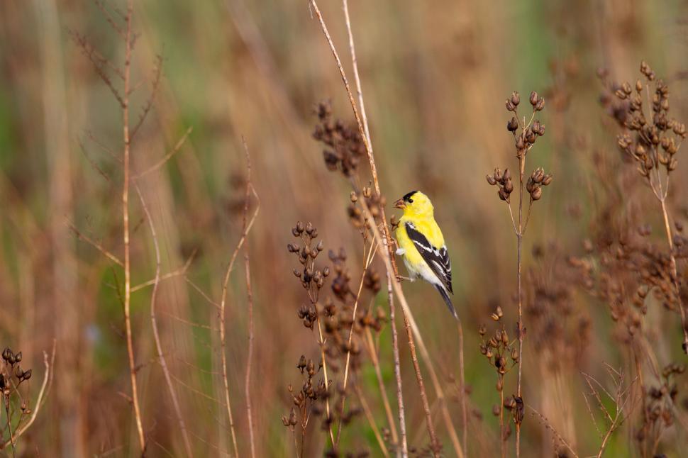 Free Image of Bright yellow bird amidst dry branches in wild field 