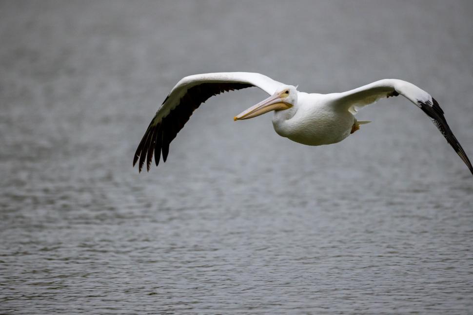 Free Image of White pelican in flight over calm body of water. 
