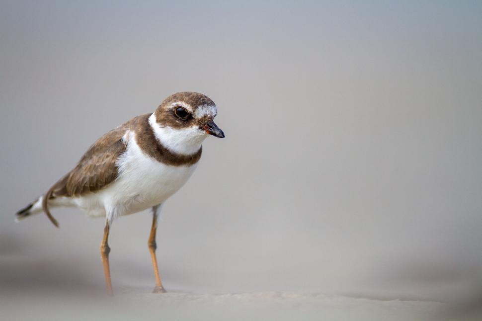 Free Image of Single bird on sandy ground with blurry background. 