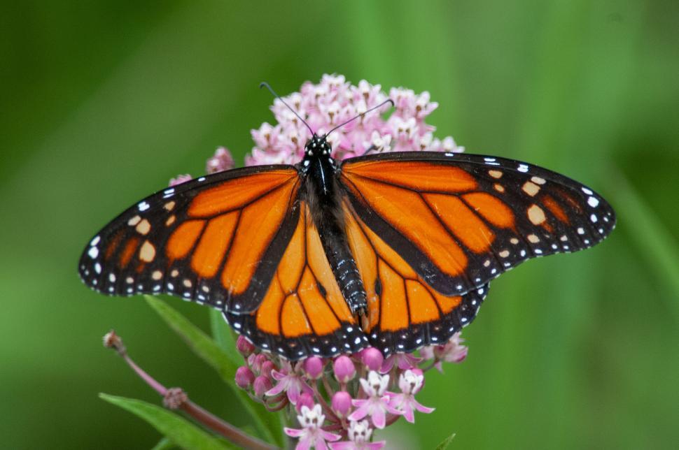 Free Image of Colorful butterfly perched on pink flowers in garden 