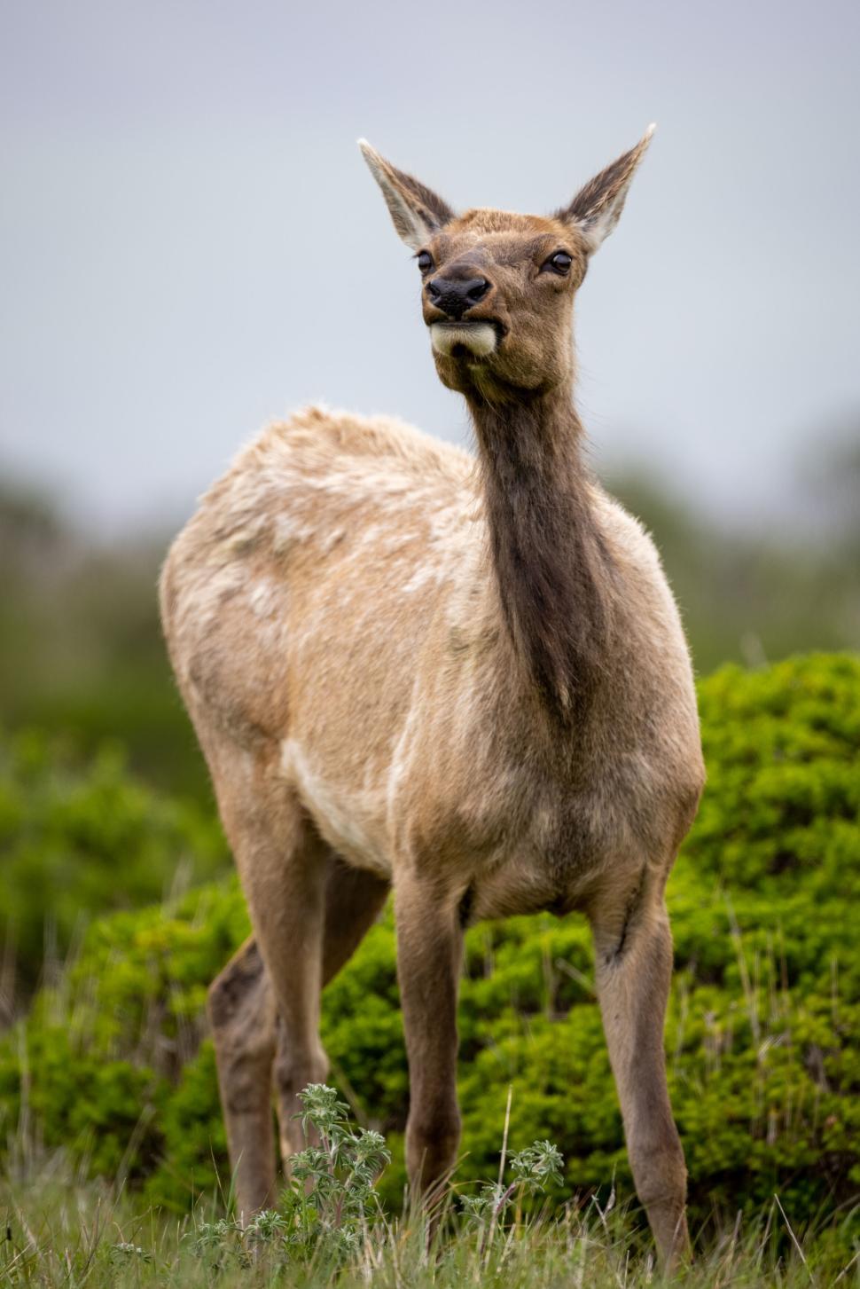 Free Image of Elk standing in nature with greenery in background 