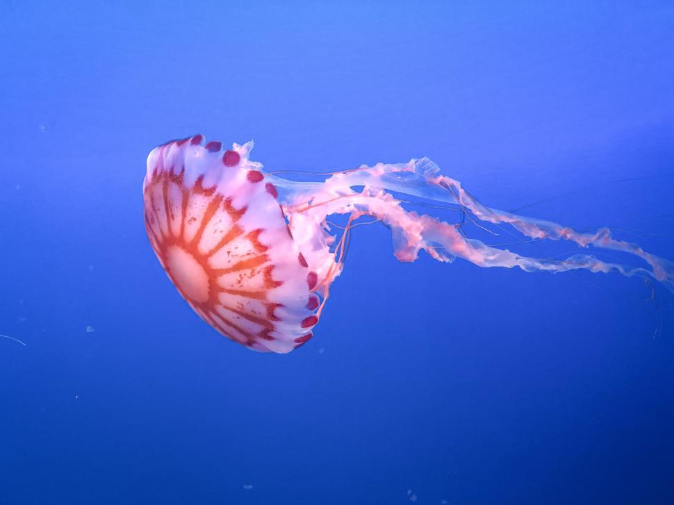Free Image of A jellyfish swimming gracefully in the open blue ocean. 