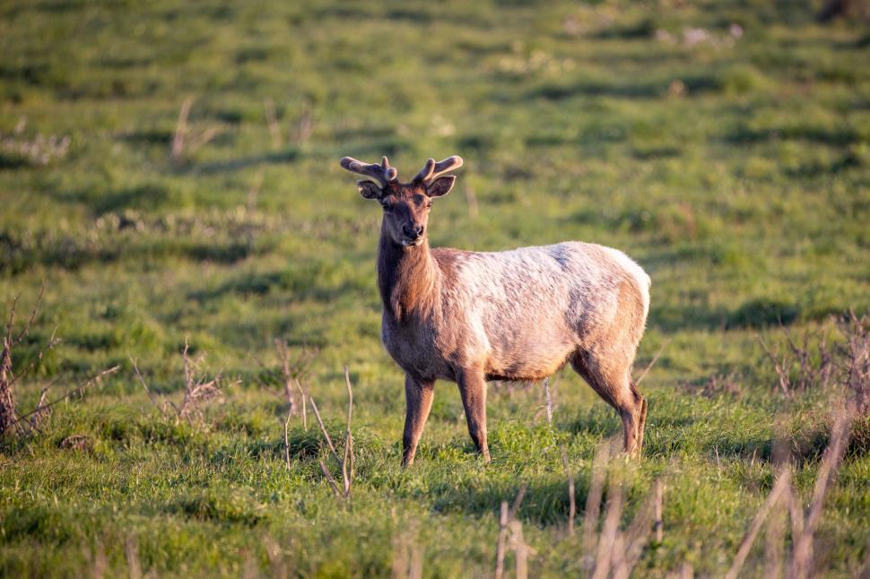 Free Image of A lone elk standing in an expansive open field. 