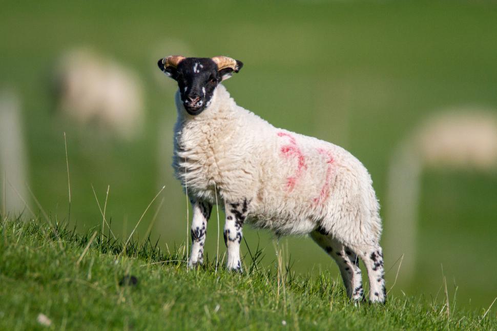 Free Image of Sheep with black face and markings stands on grassy hill 