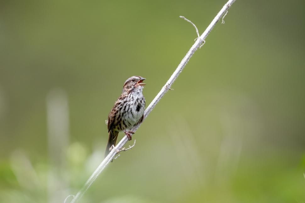 Free Image of Small brown speckled bird singing on slender branch 