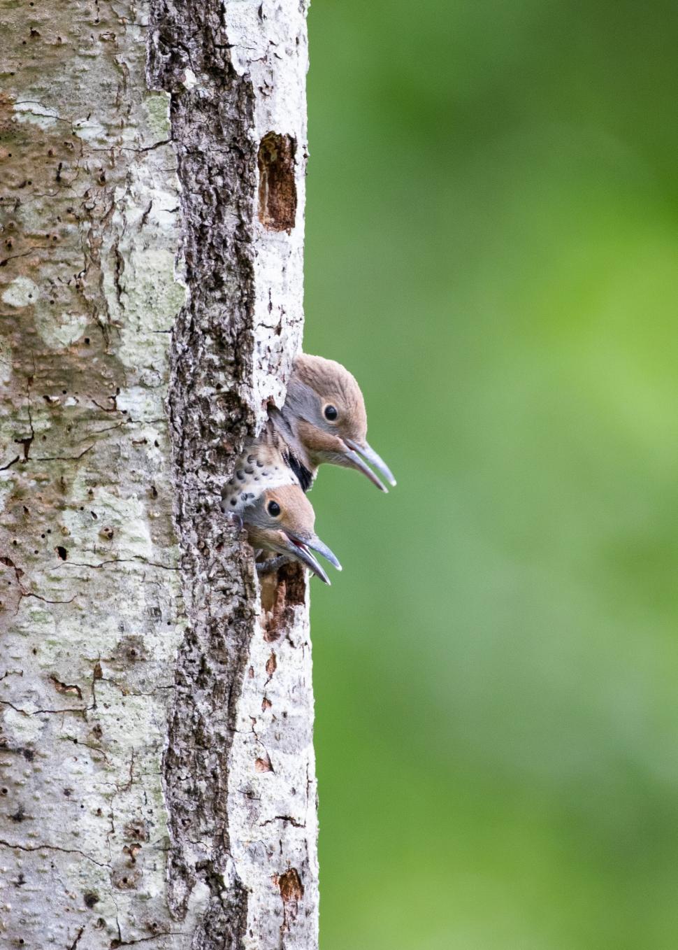 Free Image of Two baby birds peeking from a tree hole in nature 
