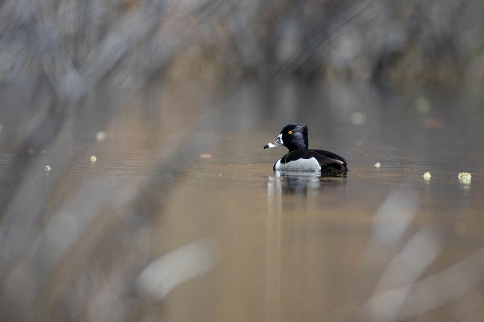 Free Image of Ring-necked duck floating in water, serene natural moment. 