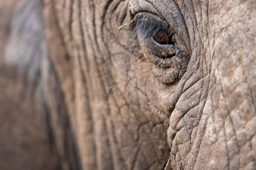 Free Image of Close-up of an elephant s eye showing detailed texture. 