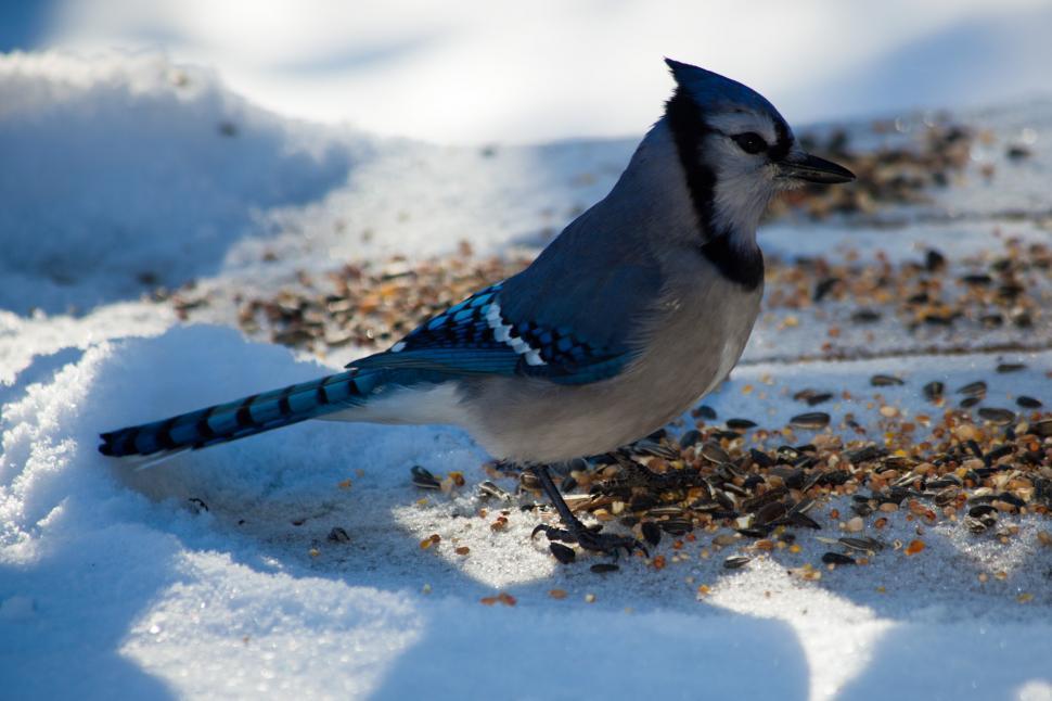 426 Toronto Blue Jays Stock Photos - Free & Royalty-Free Stock