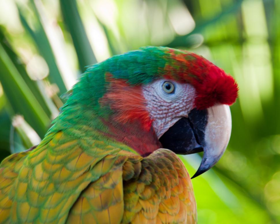 Free Image of Macaw 