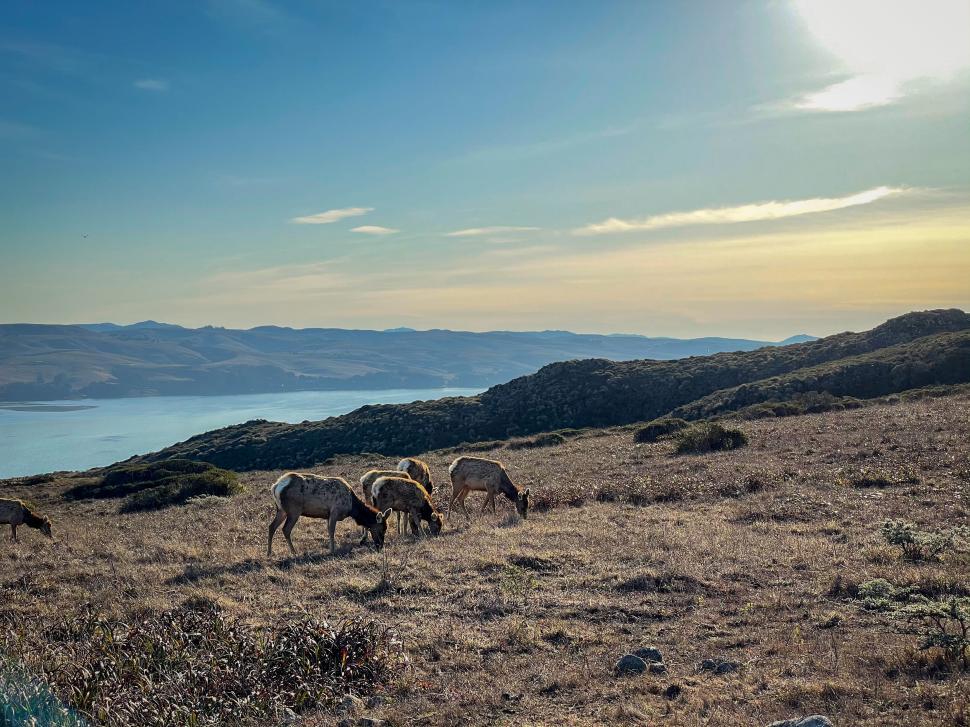 Free Image of Group of deer grazing in open field with scenic backdrop 