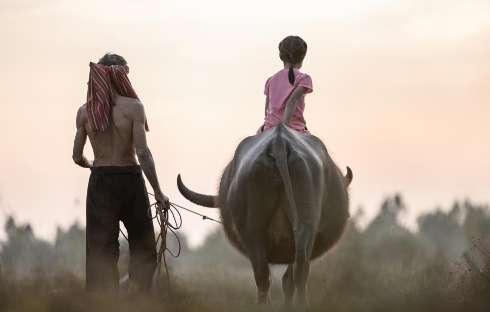 Free Image of Asian lovely girl riding on buffalo in the fields in early morning. 