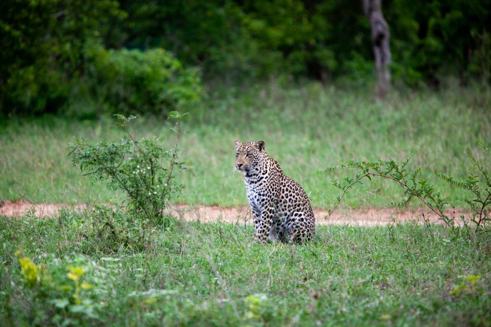 Free Image of Leopard sitting in lush green field with thick trees 