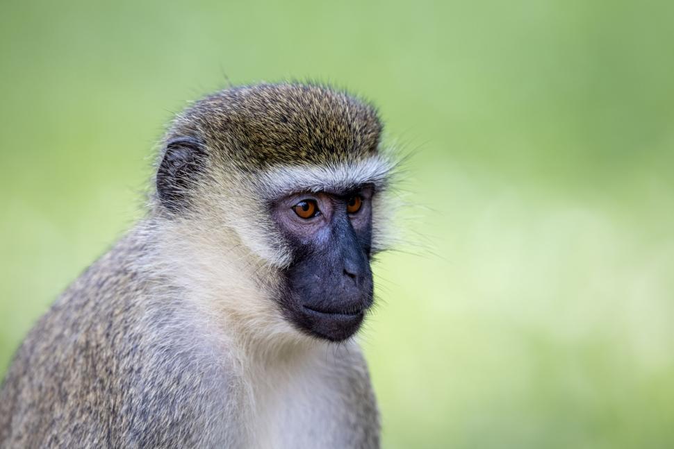 Free Stock Photo of Furry animal close-up, focusing on details of fur ...