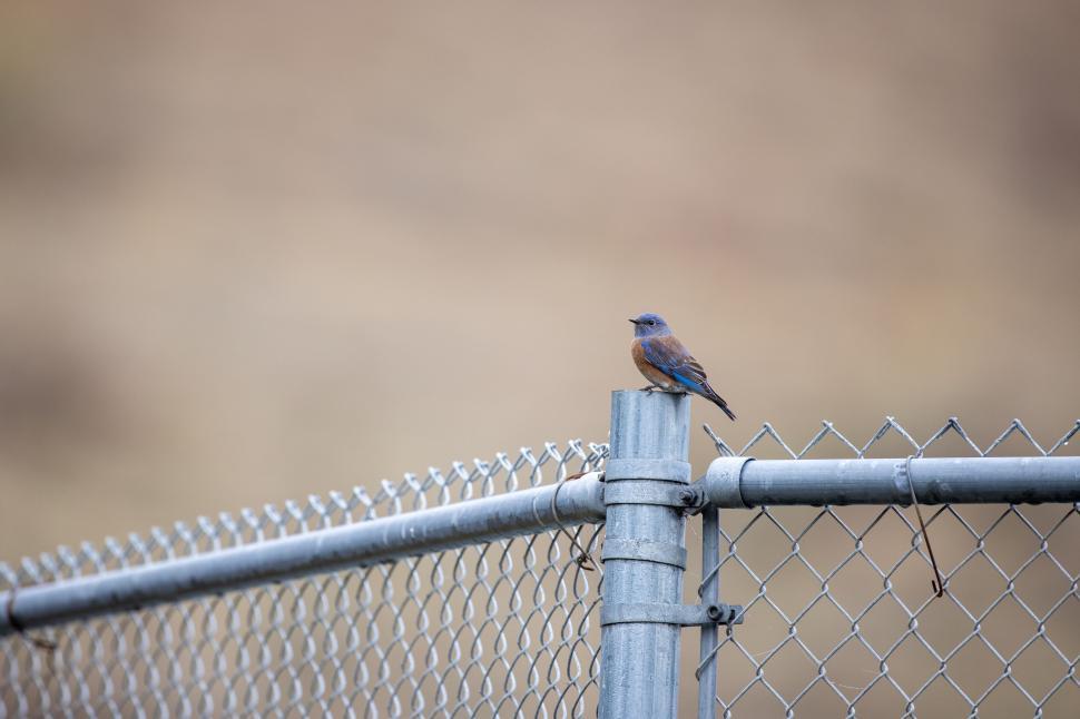 Free Image of Small bluebird perched on metal fence against blurred back. 