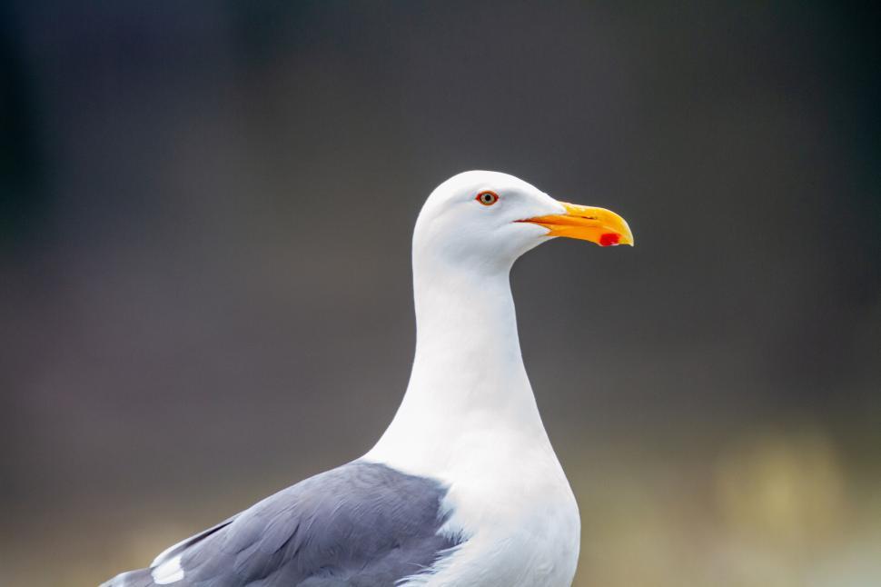 Free Image of Seagull with yellow beak against dark blurred background. 