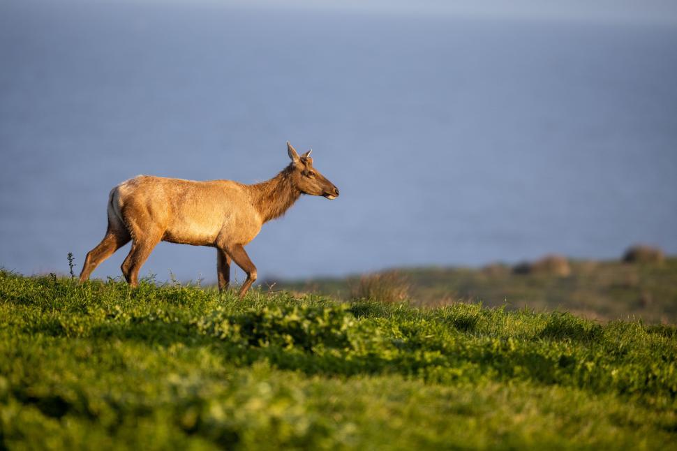 Free Image of Elk walking on grassy field with ocean in background. 