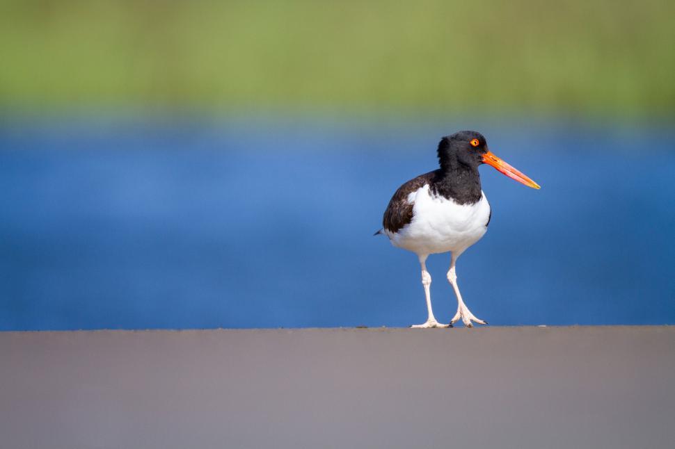 Free Image of Black and white bird with long orange beak beside water 