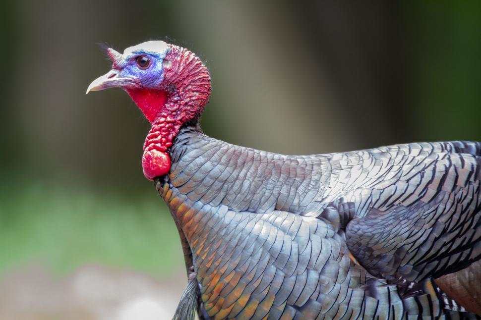 Free Image of Close-up portrait of a turkey with vibrant colors 