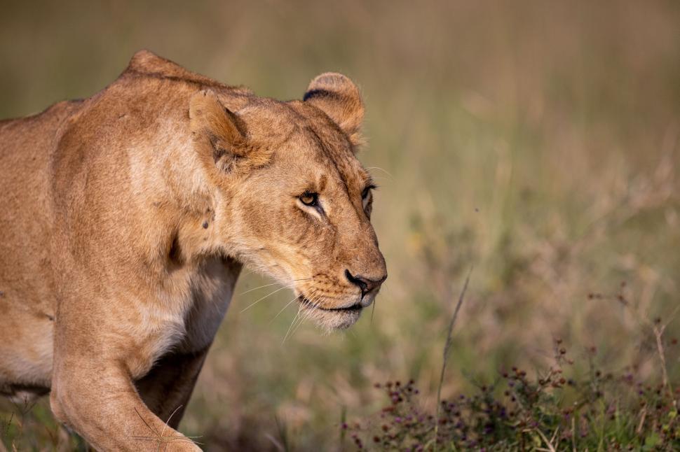 Free Image of A focused lioness stalking through the grassy savannah. 