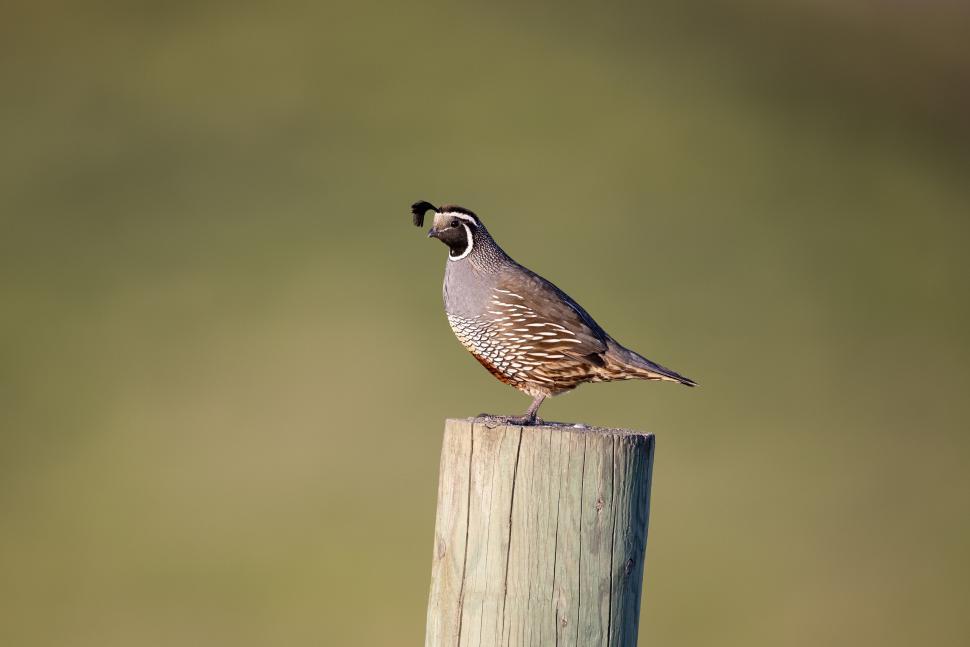 Free Image of A perched quail on a wooden post in open green field. 