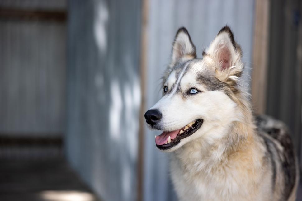 Free Image of A husky dog with striking blue eyes outside building. 