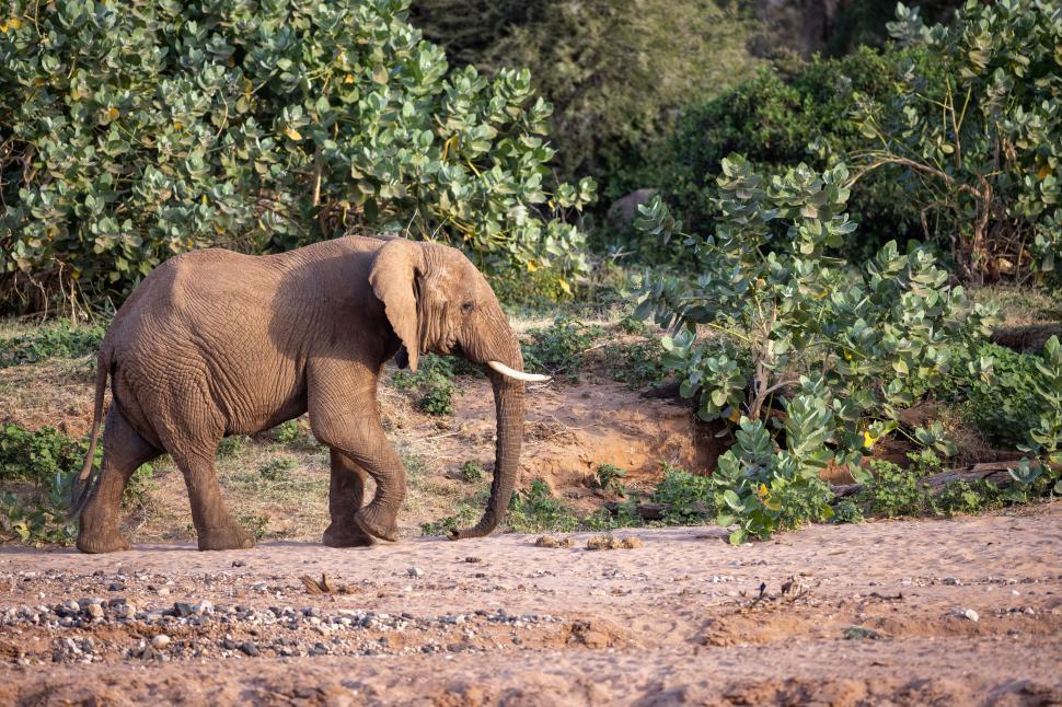 Free Image of A majestic elephant walks amidst lush green foliage. 