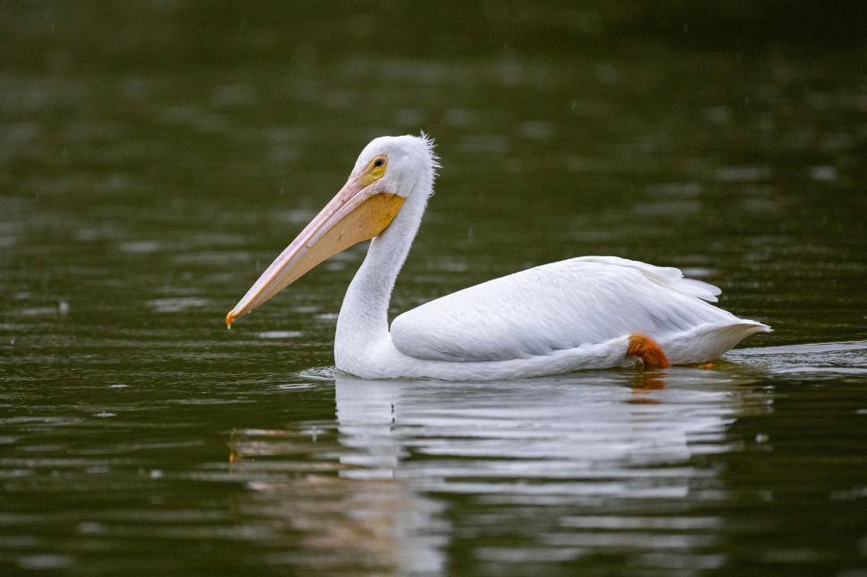 Free Image of A serene pelican gracefully glides on calm lake waters. 