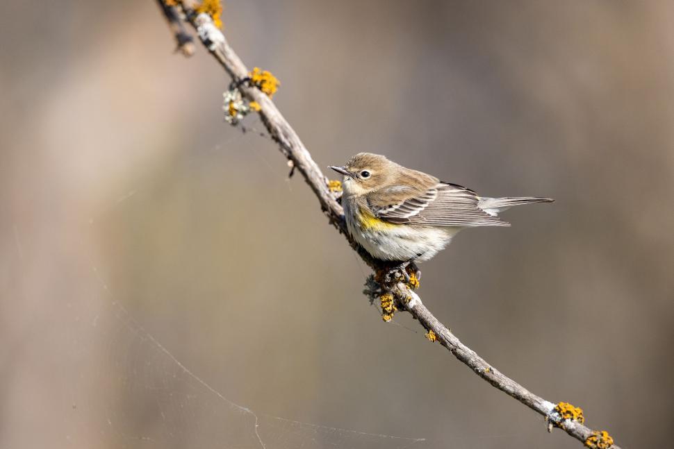 Free Image of Small bird perched on a branch in natural backdrop 
