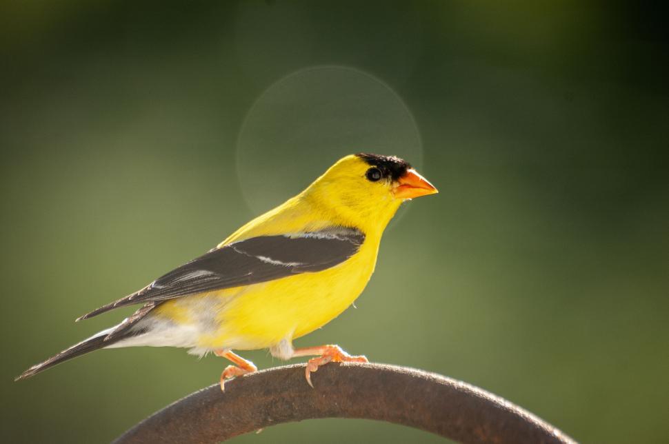 Free Image of Vivid yellow bird on rustic perch glistening in sunlight 