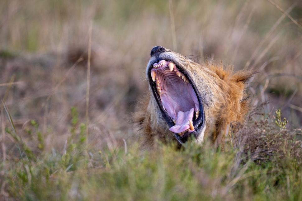 Free Image of Majestic lion yawning, showcasing formidable teeth 
