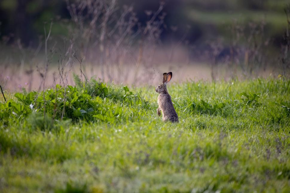 Free Image of Rabbit sits alert on green grass in the distance 